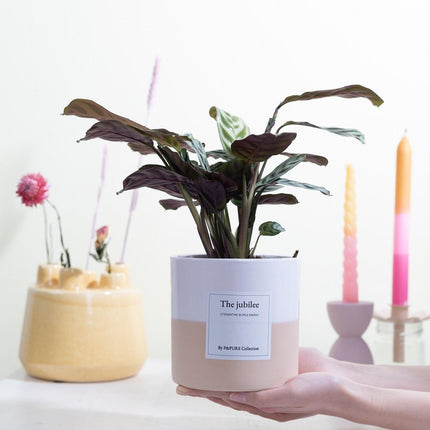 Ctenanthe Burle Marxii Gift "The Jubilee" met wenskaart - Ø12cm - ↕25cm