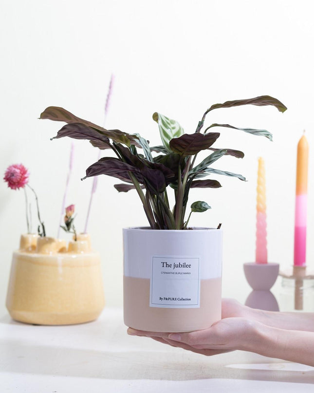 Ctenanthe Burle Marxii Gift "The Jubilee" met wenskaart - Ø12cm - ↕25cm