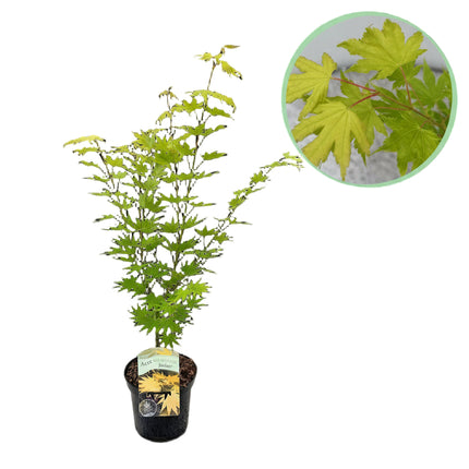 Japanse Esdoorn - 2 planten - Acer palmatum Jordan - Geel - Bladverliezend - Pot 19cm Hoogte 70cm