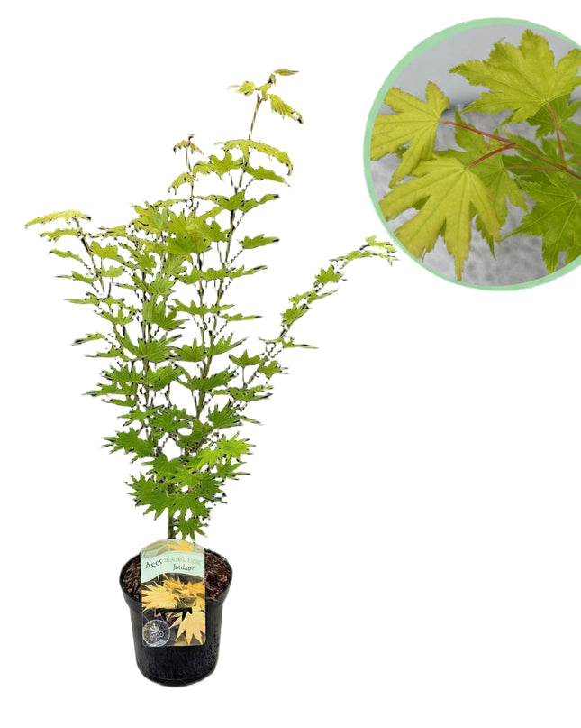 Japanse Esdoorn - 2 planten - Acer palmatum Jordan - Geel - Bladverliezend - Pot 19cm Hoogte 70cm