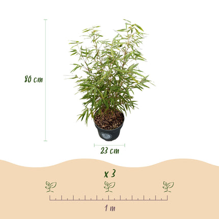 Fargesia scabrida Asian Wonder - Bambou non envahissant - Persistant - Vert - 2 Plantes - Pot 23 cm - Hauteur 80 cm