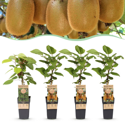 Kiwipflanze Actinidia Weiki & Hayward - 1 Männlich - 3 Weiblich - Pflanzen - Grün - Topf 15cm - Höhe 50cm