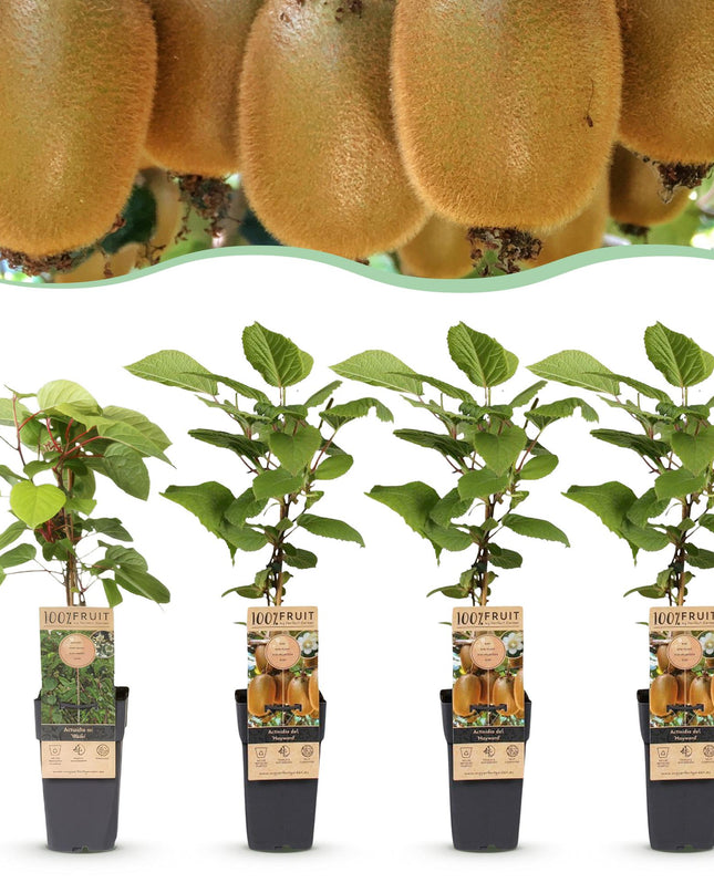 Kiwipflanze Actinidia Weiki & Hayward - 1 Männlich - 3 Weiblich - Pflanzen - Grün - Topf 15cm - Höhe 50cm