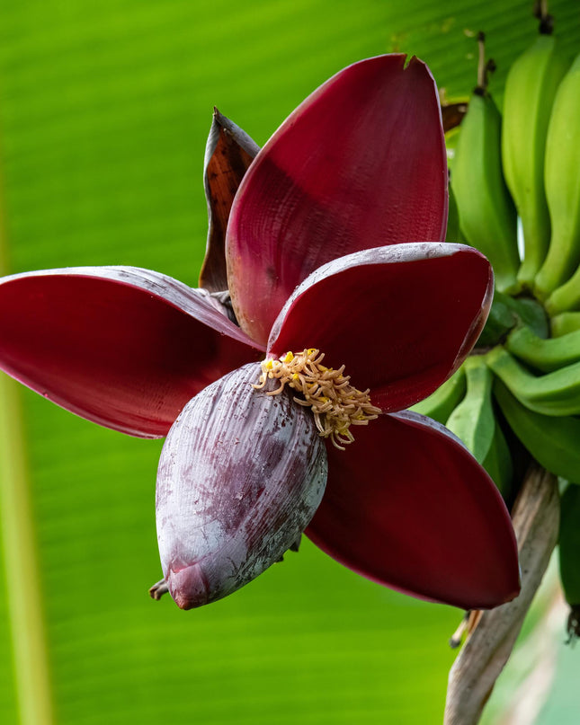 Bananen plant - 4 planten - Musa sikkemensis Red Tiger - Winterhard - Pot 17cm Hoogte 40cm