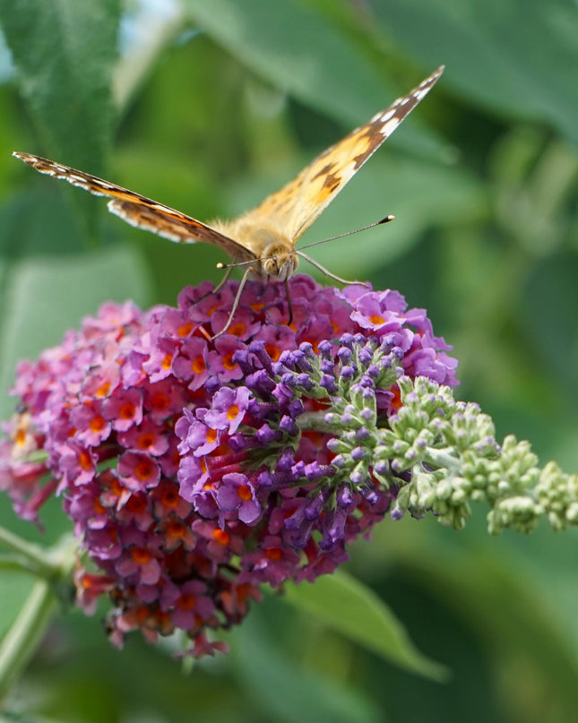 Vlinderstruik - Buddleja davidii Flower Power - Bloem Oranje Paars - 1 Plant - Bladverliezend - Vlinderlokkend -  Pot 17cm Hoogte 30cm