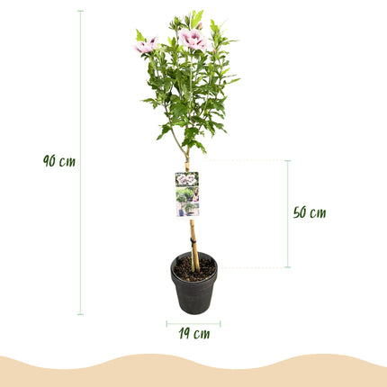 Hibiscus syriacus Starburst Chiffon® – Terrassenpflanze – Laubabwerfend – Winterhart – Weiß-rosa Blüte – Topf 19cm Höhe 90cm