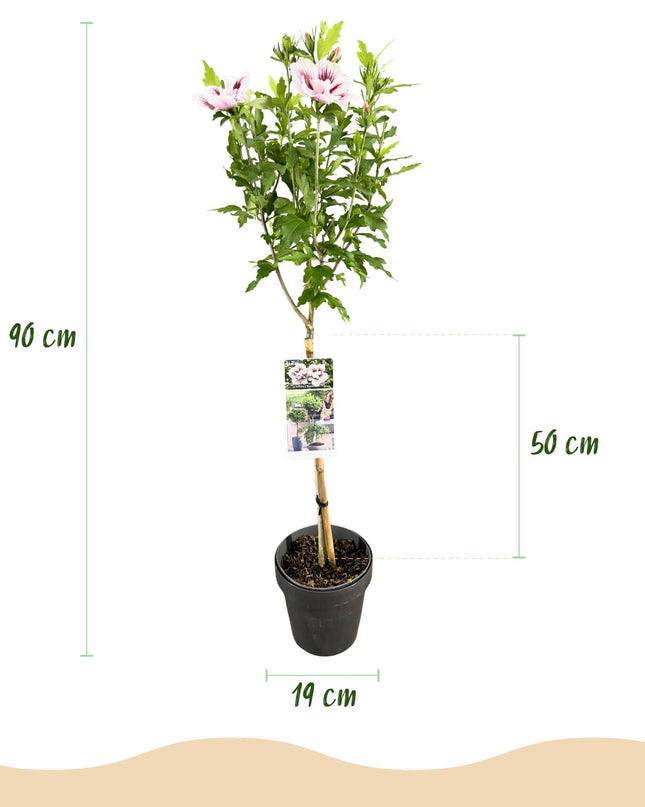 Hibiscus syriacus Starburst Chiffon® – Terrassenpflanze – Laubabwerfend – Winterhart – Weiß-rosa Blüte – Topf 19cm Höhe 90cm