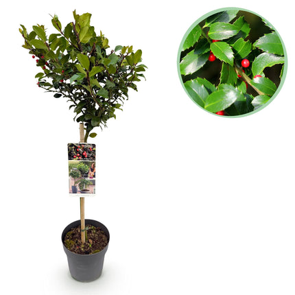 Ilex meserveae Blue Maid - Bladhoudend - Winterhard - Rode Bes - Pot 19cm Hoogte 90cm