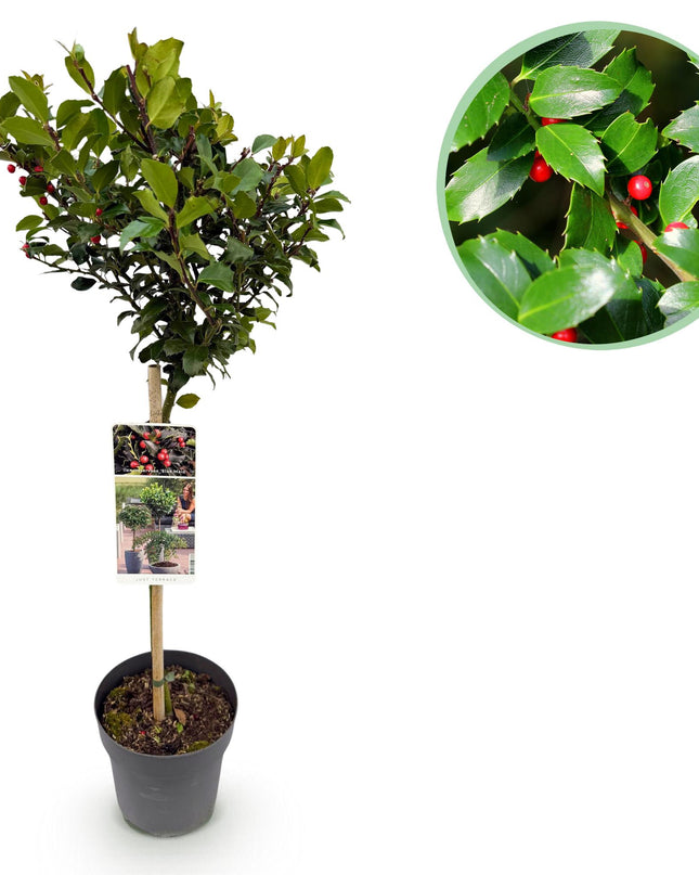 Ilex meserveae Blue Maid - Sempreverde - Resistente al freddo - Bacca rossa - Vaso 19cm Altezza 90cm