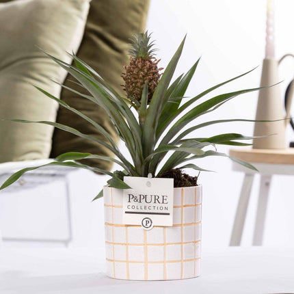 Ananas Rosita incl. keramieke pot P&PURE Tirza Ceramics - Ø12cm - ↕35cm