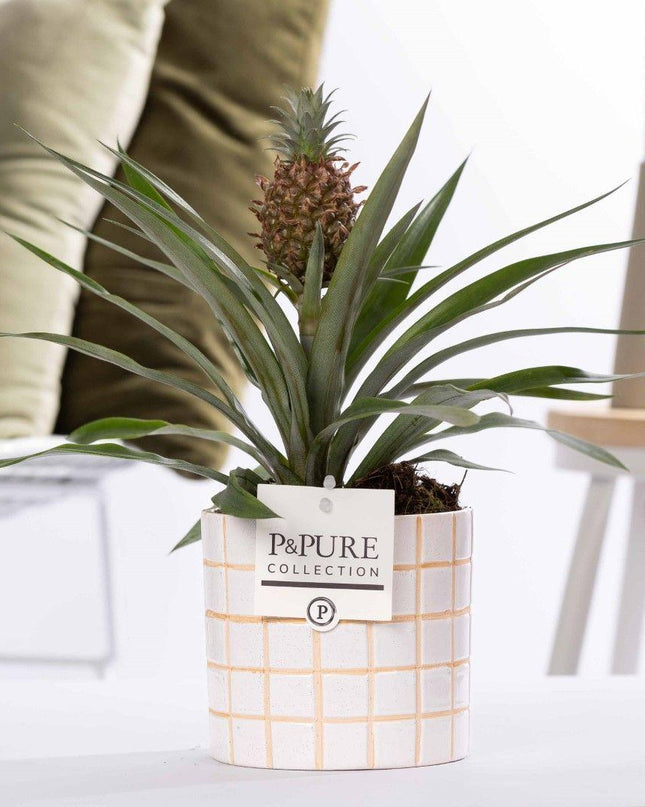 Ananas Rosita incl. keramieke pot P&PURE Tirza Ceramics - Ø12cm - ↕35cm
