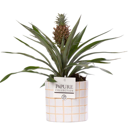 Ananas Rosita incl. keramieke pot P&PURE Tirza Ceramics - Ø12cm - ↕35cm