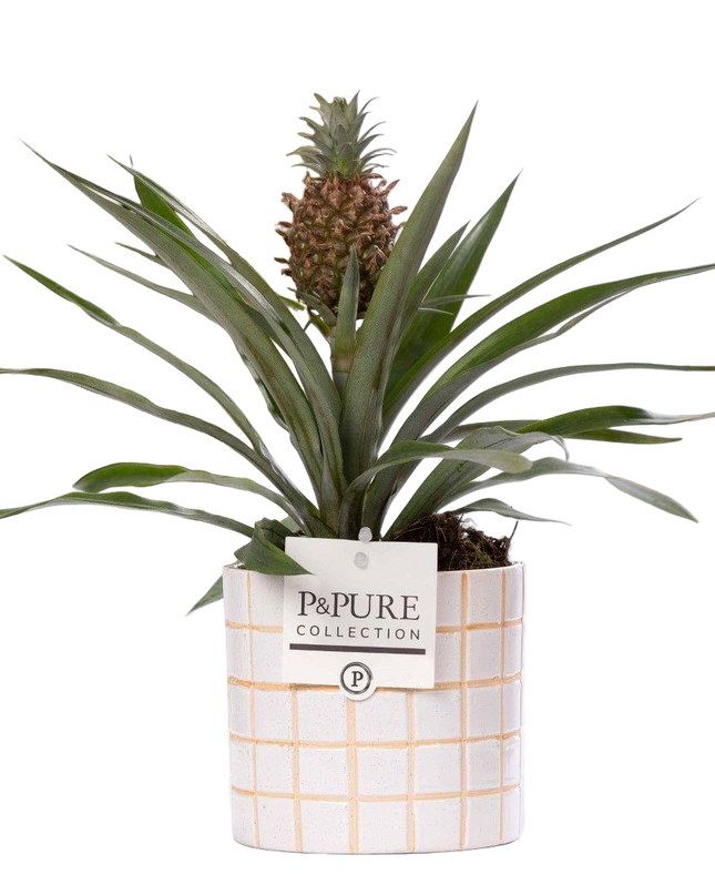 Ananas Rosita incl. keramieke pot P&PURE Tirza Ceramics - Ø12cm - ↕35cm