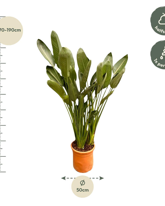 Strelitzia Reginae XXL - 200cm - ø50