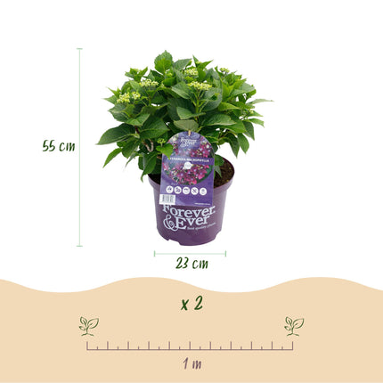 Hortensia Paars - Hydrangea Forever & Ever  - 2 Planten - Pot 23cm Hoogte 55cm