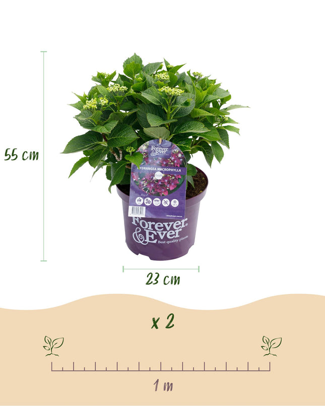 Hortensia morada - Hydrangea Forever & Ever - 2 plantas - Maceta de 23 cm - Altura 55 cm