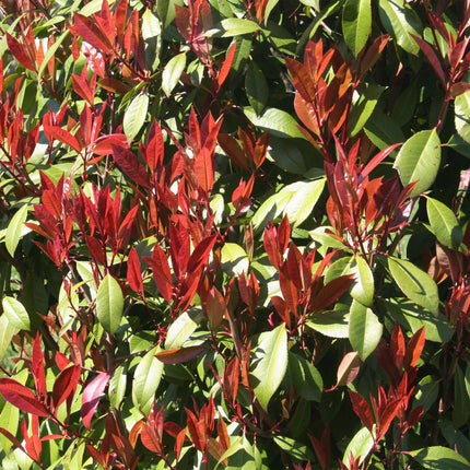 Photinia fraseri Carre Rouge – Terrassenpflanze – immergrün – winterhart – grün-rotes Blatt – Topf 19cm Höhe 90cm