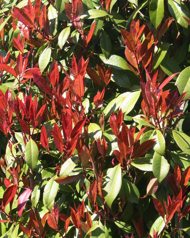 Photinia fraseri Carre Rouge – Terrassenpflanze – immergrün – winterhart – grün-rotes Blatt – Topf 19cm Höhe 90cm