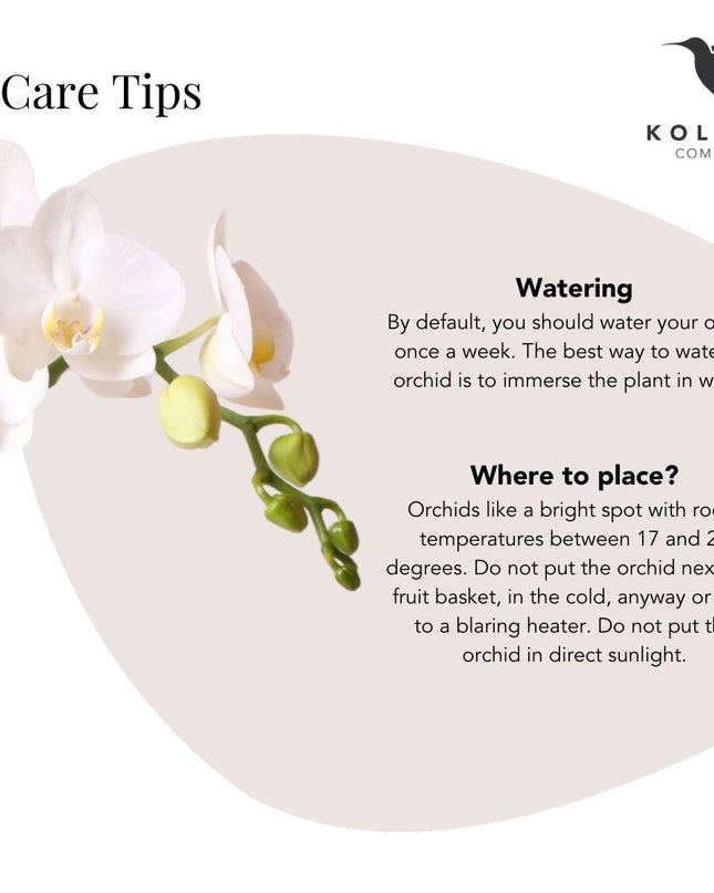 Kolibri Orchids | witte Phalaenopsis orchidee – Amabilis + Elite pot gold – potmaat Ø9cm – 40cm hoog | bloeiende kamerplant in bloempot - vers van de kweker