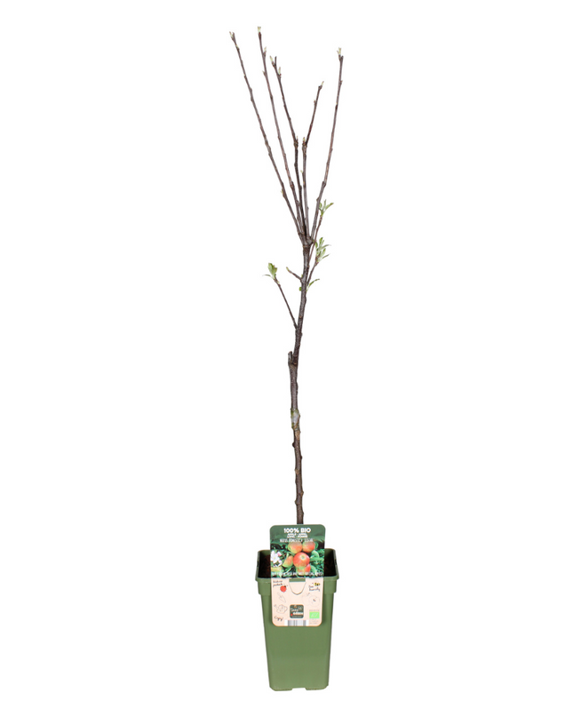 Malus Domestica Elstar - Appel - Ø19cm - ↕60cm