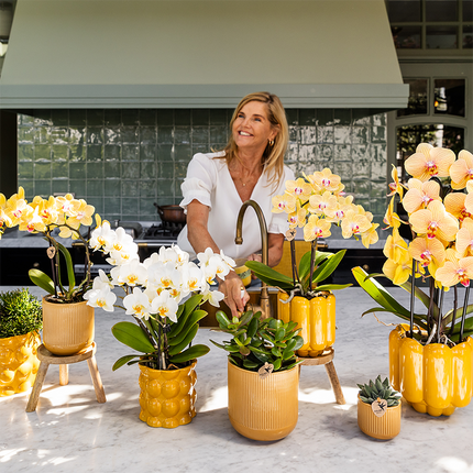 Kolibri Orchids | Sunny Bunny orchidee geel/roze + Retro oker sierpot – potmaat Ø12cm | bloeiende kamerplant – vers van de kweker