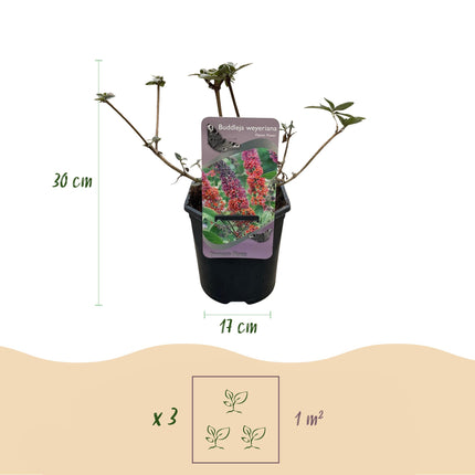 Vlinderstruik - Buddleja davidii Flower Power - Bloem Oranje Paars - 1 Plant - Bladverliezend - Vlinderlokkend -  Pot 17cm Hoogte 30cm