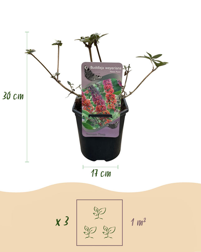 Vlinderstruik - Buddleja davidii Flower Power - Bloem Oranje Paars - 1 Plant - Bladverliezend - Vlinderlokkend -  Pot 17cm Hoogte 30cm