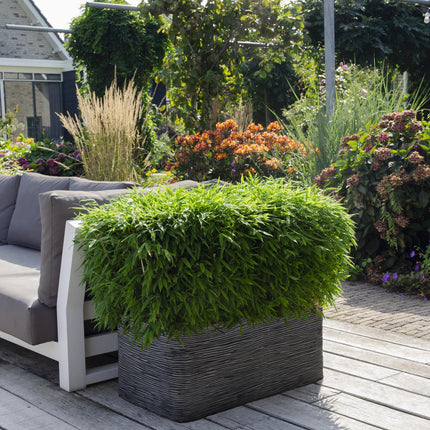 Fargesia 'Moontears'Â® Boobux - Compact groeiend, niet woekerende bamboe - Ø29cm - ↕70cm