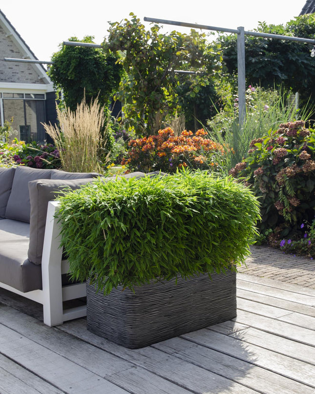 Fargesia 'Moontears'Â® Boobux - Compact groeiend, niet woekerende bamboe - Ø29cm - ↕70cm