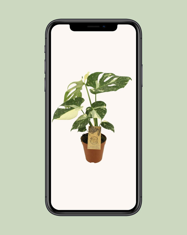 Monstera Thai Constellation - Ø15cm - ↕50cm