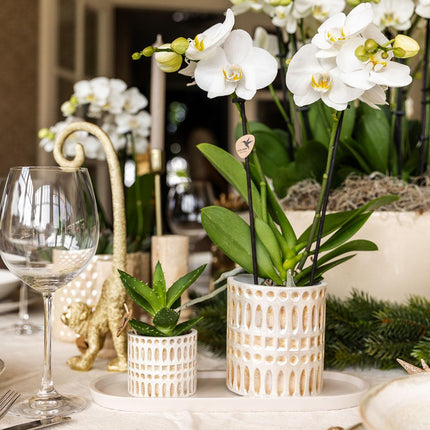 Orchidée | Ensemble de plantes Le Chic petit | Orchidée Phalaenopsis blanche Amabilis et plante grasse incluant des pots décoratifs en céramique sur un plateau organique crème
