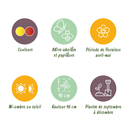 Bloembollen - Fritillaria Imperialis Mix - Kleur Geel en Oranje - 3 stuks - Bolmaat 18/20 - XXL Pack