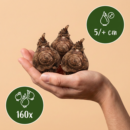 160x Freesia Double Mix – Gefüllte Freesie – Verschiedene – Schnittblume – Zwiebelgröße 5/+