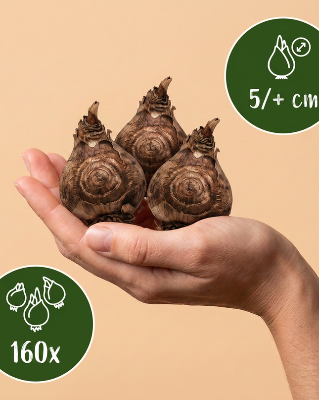 160x Freesia Double Mix – Gefüllte Freesie – Verschiedene – Schnittblume – Zwiebelgröße 5/+