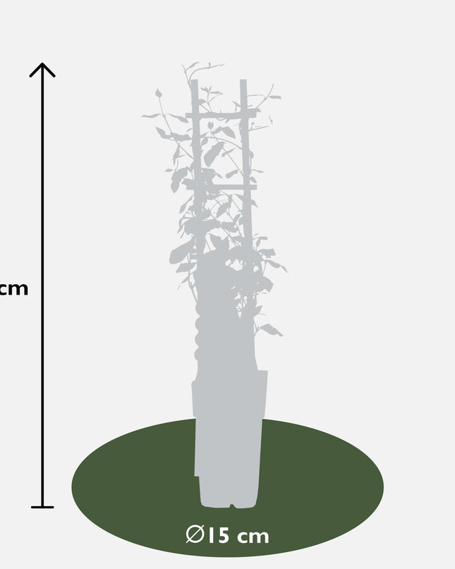 Trachelospermum 'Star of Toscana' - Toscaanse Jasmijn Geel - Ø15cm - ↕65cm