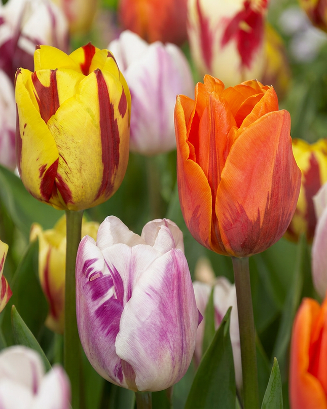 120x Tulipa Flaming Beauty Mix – Tulpe Flaming Beauty Mix – Verschiedene – Frühjahrsblüher – Zwiebelgröße 11/12