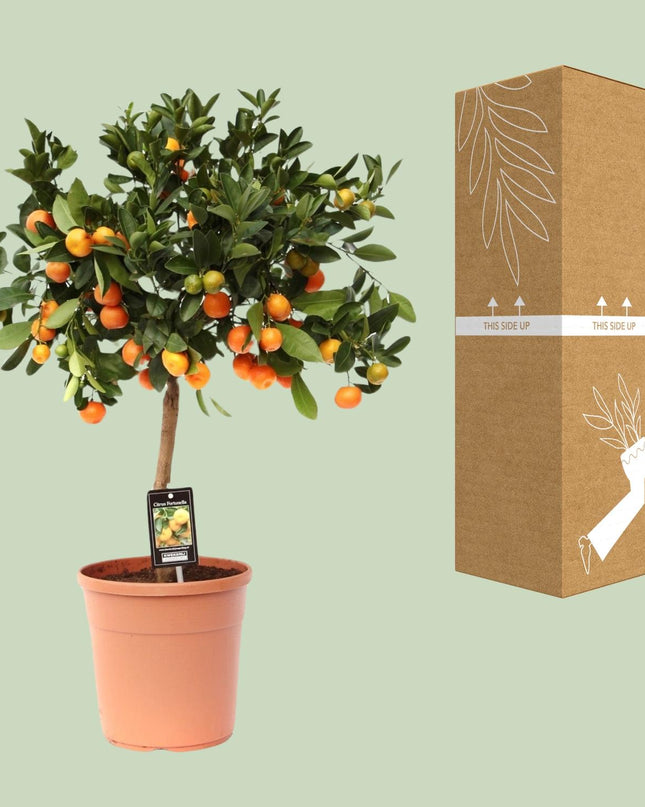 Citrus Calamondin - Ø22cm - ↕80cm