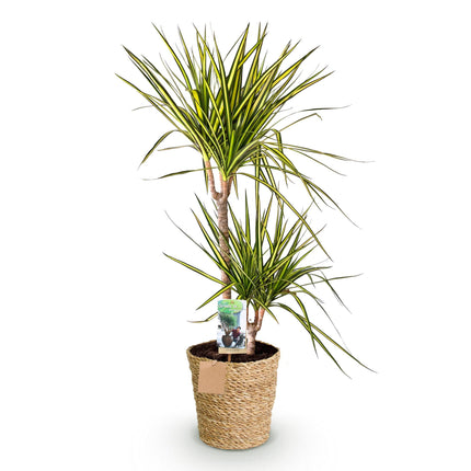 Dracaena Sunray - Albero del Sangue di Drago + cesta - Vaso 21cm - Altezza 90-100cm