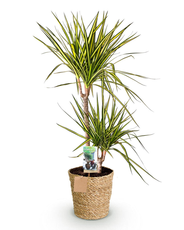 Dracaena Sunray - Albero del Sangue di Drago + cesta - Vaso 21cm - Altezza 90-100cm