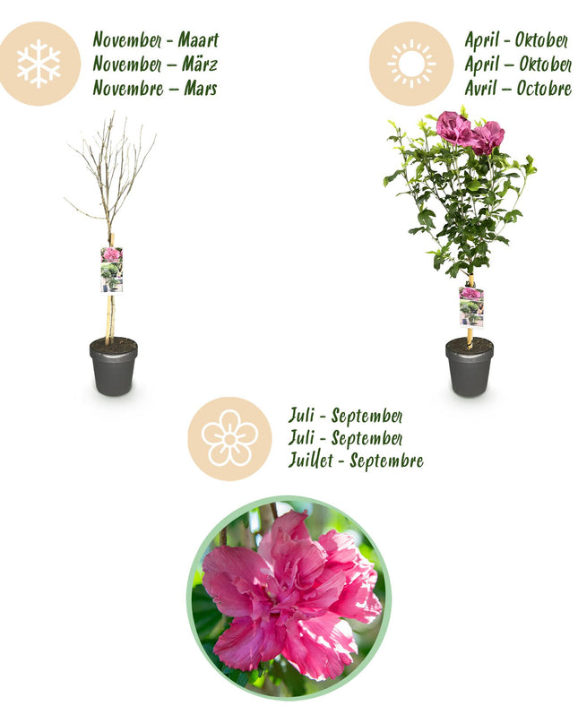 Ibisco siriano Magenta Chiffon® - Deciduo - Resistente all'inverno - Fiore rosa - Vaso 19 cm Altezza 90 cm