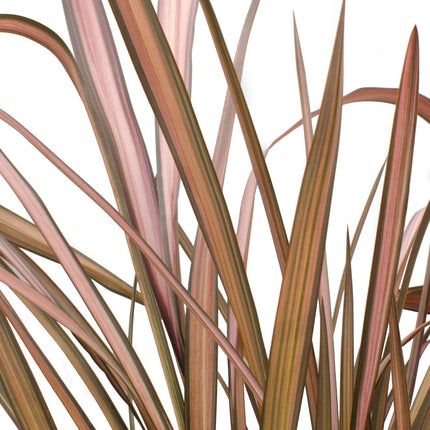 Phormium 'Pink Flamingo' - Ø14cm - ↕50cm
