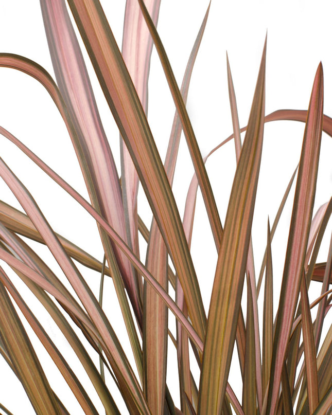 Phormium 'Pink Flamingo' - Ø14cm - ↕50cm