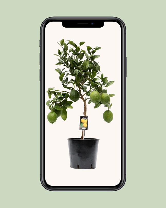 Citrus Lemon - Ø22cm - ↕80cm