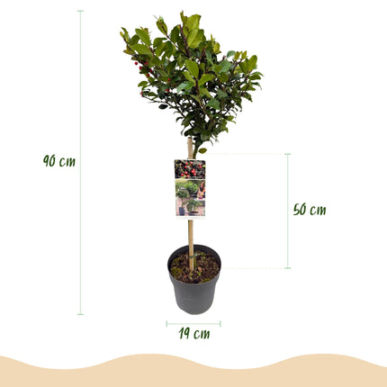 Ilex meserveae Blue Maid - Bladhoudend - Winterhard - Rode Bes - Pot 19cm Hoogte 90cm