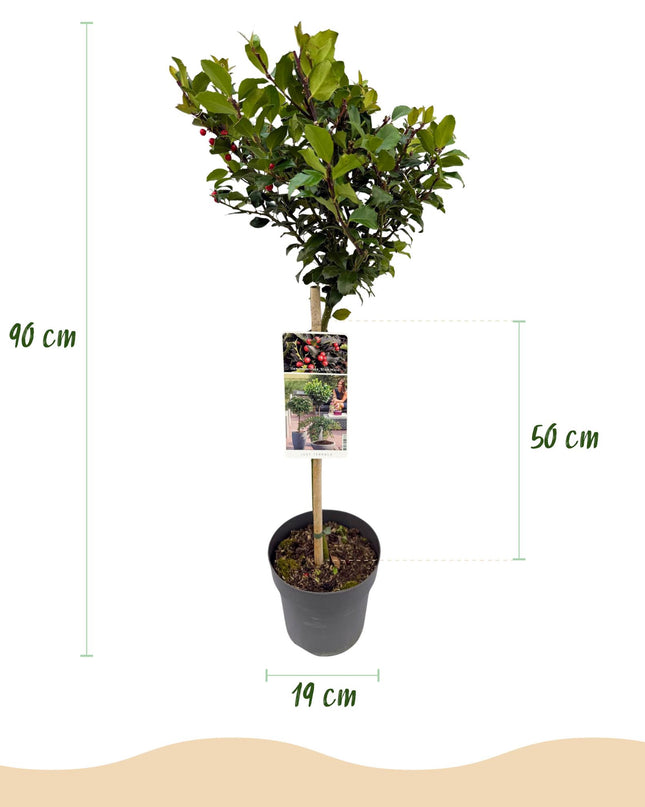 Ilex meserveae Blue Maid - Sempreverde - Resistente al freddo - Bacca rossa - Vaso 19cm Altezza 90cm