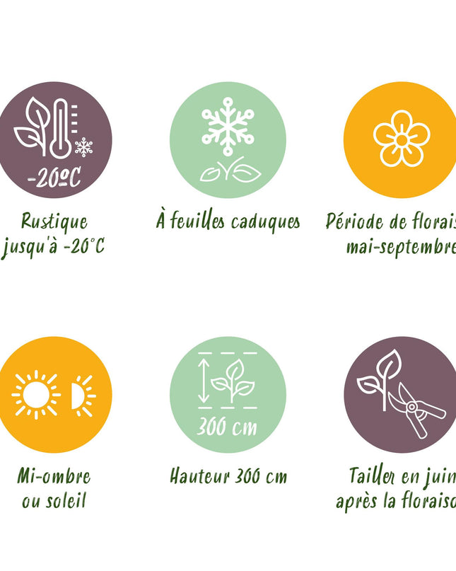 Klimplant - 4 planten - Clematis Rainbow - Bloem Roze Wit Paars Rood - Weinig onderhoud - Pot 11cm Hoogte 40cm