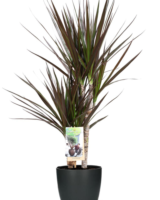 Dracaena Magenta - Ø17cm - ↕80cm + Vaso Brussels D18x17cm - Antracite