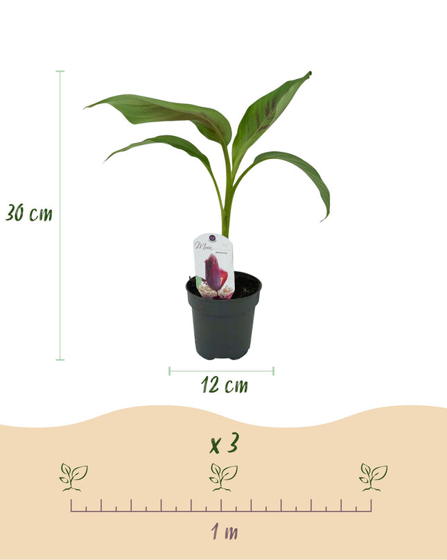 Bananen plant - 2 planten Musa sikkemensis Red Tiger - Winterhard - Pot 12cm Hoogte 30cm