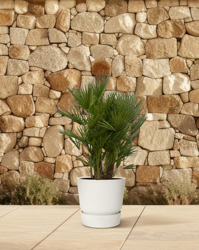 Chamaerops Humilis multi stam - 160 - 180 cm - Ø45cm