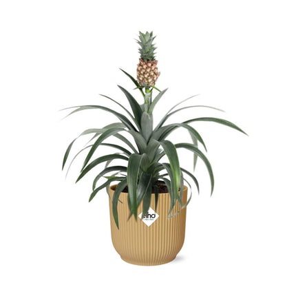 Ananas Mi Amigo incl. pot ELHO Vibes Fold 14cm geel
